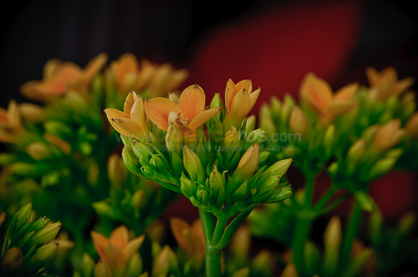 Exposición de Orquideas