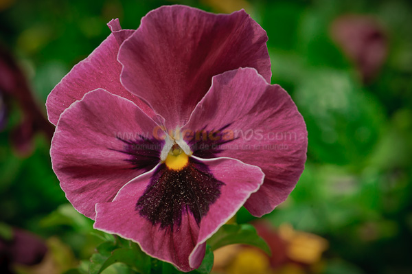 Exposición de Orquideas