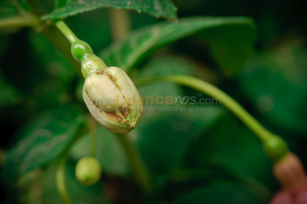 Exposición de Orquideas