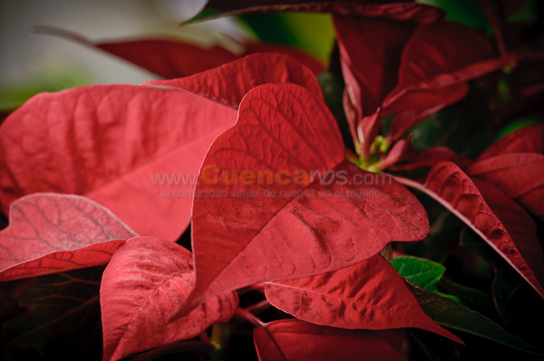 Exposición de Orquideas