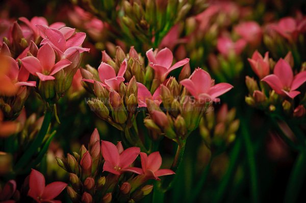 Exposición de Orquideas