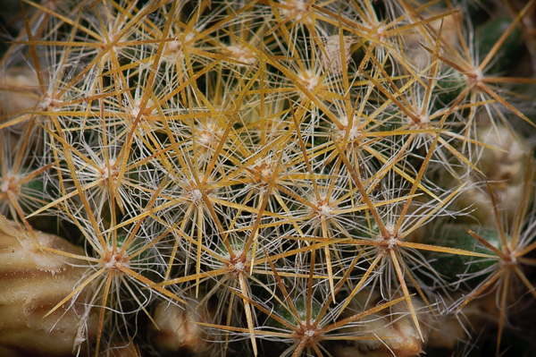 Exposición de Orquideas