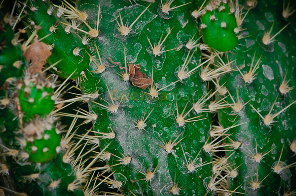 Exposición de Orquideas