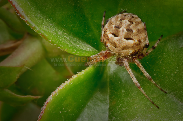 Exposición de Orquideas