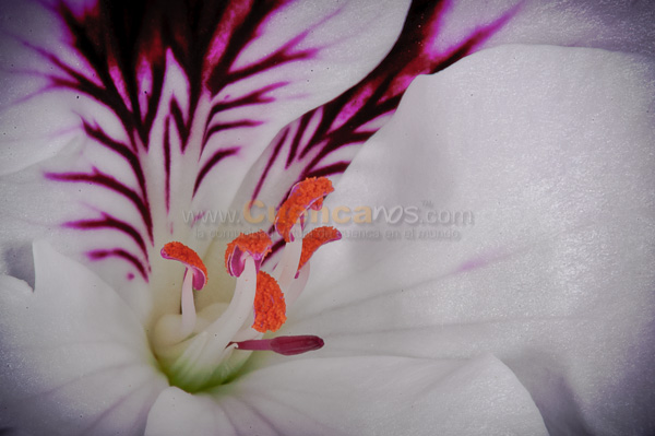 Exposición de Orquideas