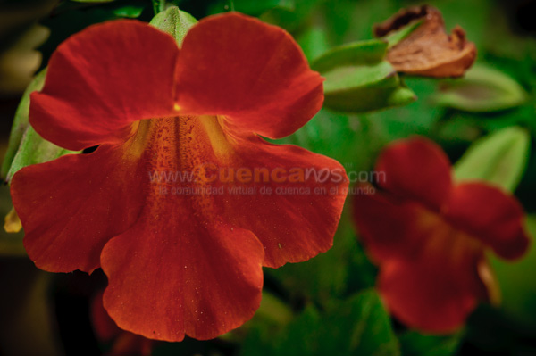 Exposición de Orquideas