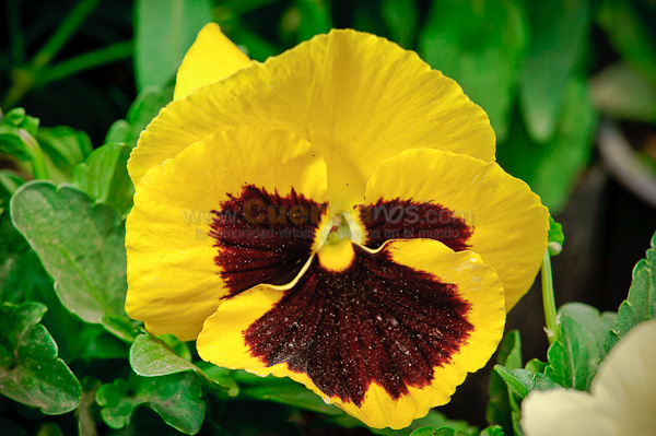 Exposición de Orquideas