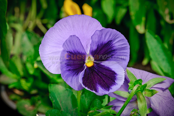 Exposición de Orquideas