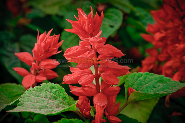 Exposición de Orquideas