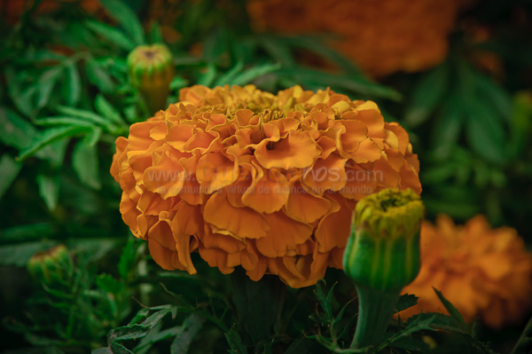 Exposición de Orquideas