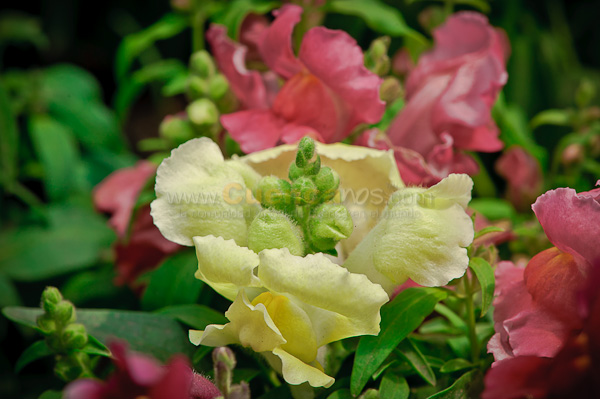 Exposición de Orquideas