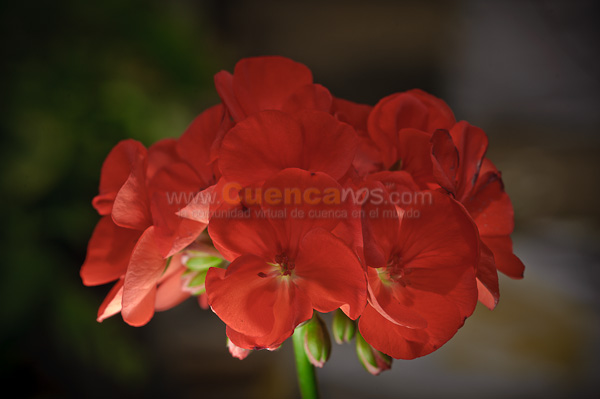 Exposición de Orquideas