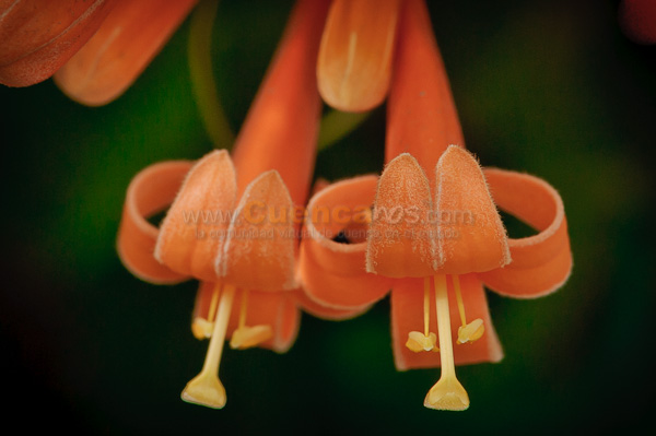 Exposición de Orquideas