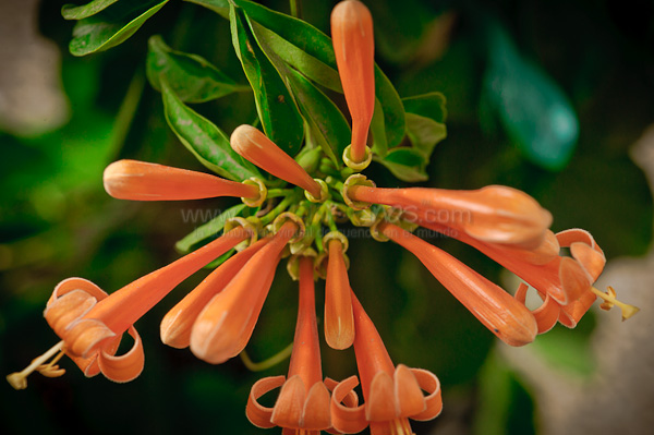Exposición de Orquideas
