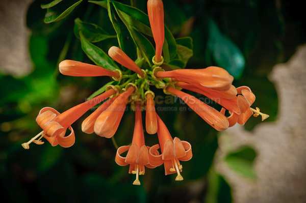 Exposición de Orquideas