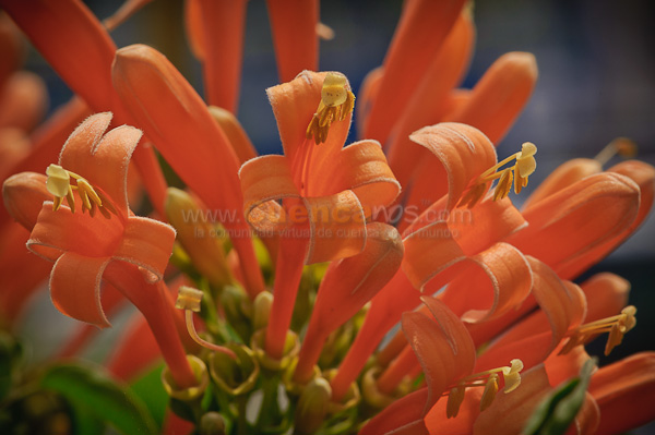 Exposición de Orquideas