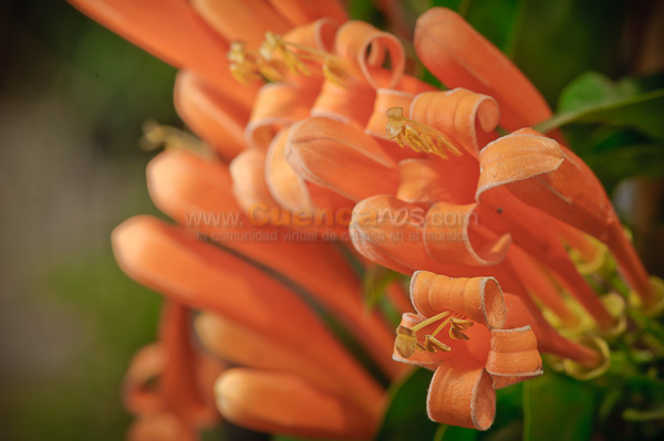 Exposición de Orquideas