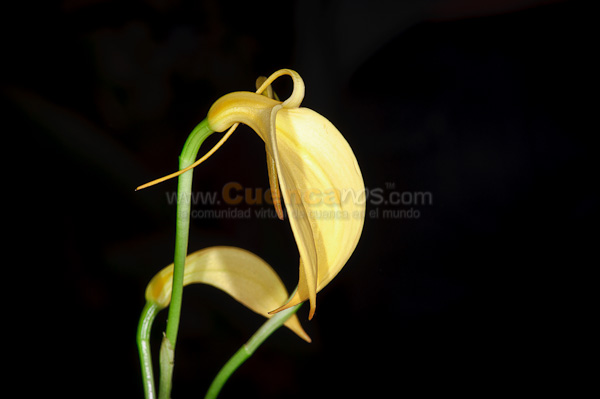 Exposición de Orquideas