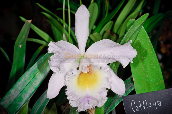 Exposición de Orquideas