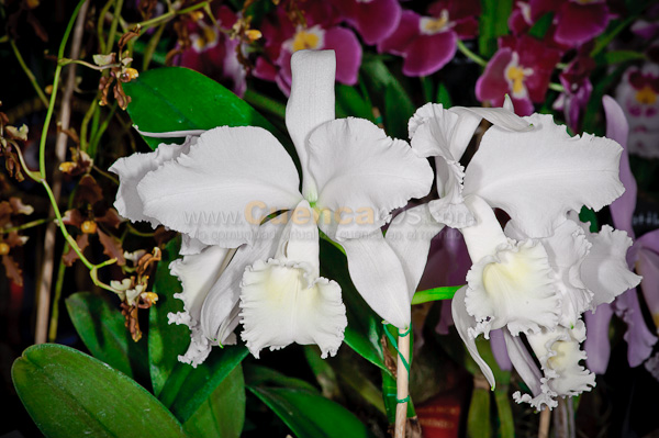 Exposición de Orquideas