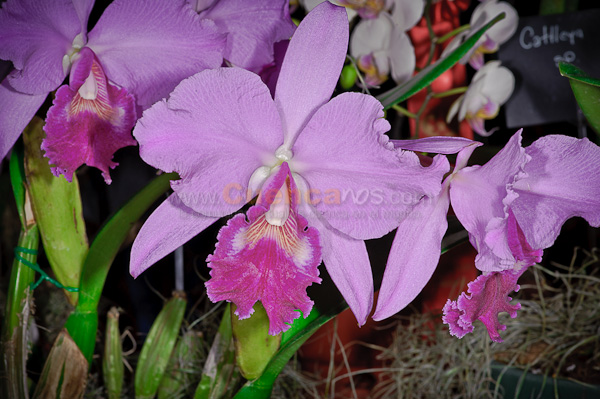 Exposición de Orquideas