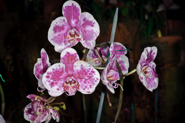 Exposición de Orquideas