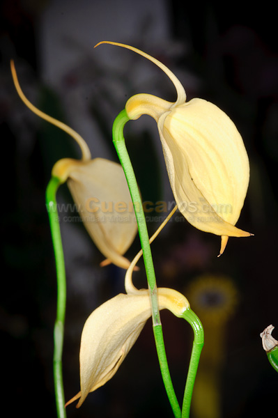 Exposición de Orquideas