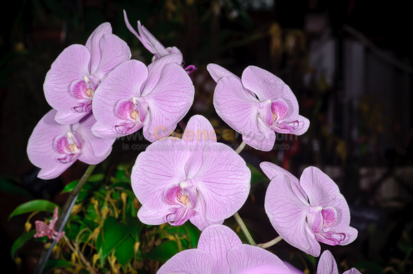 Exposición de Orquideas