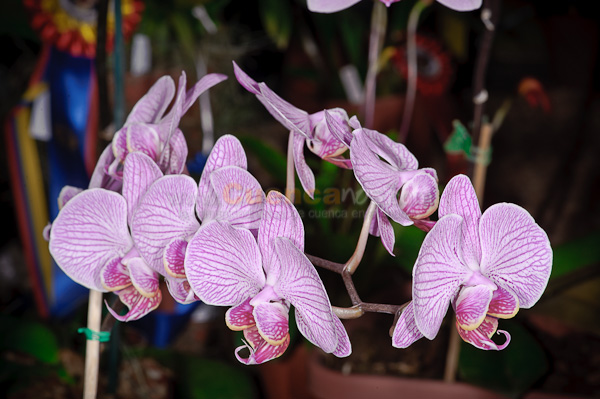 Exposición de Orquideas