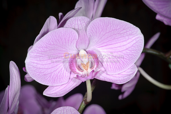 Exposición de Orquideas