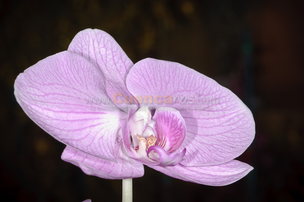 Exposición de Orquideas