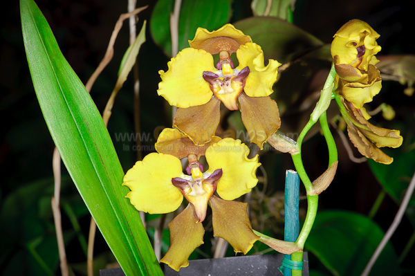 Exposición de Orquideas
