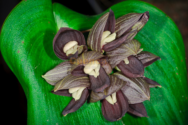 Exposición de Orquideas