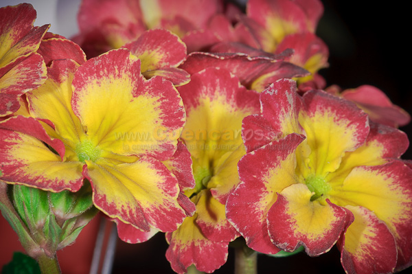 Exposición de Orquideas