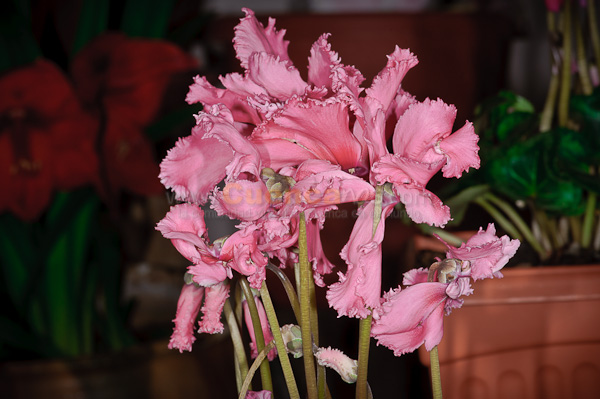 Exposición de Orquideas