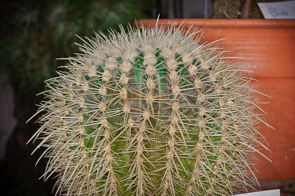 Exposición de Orquideas