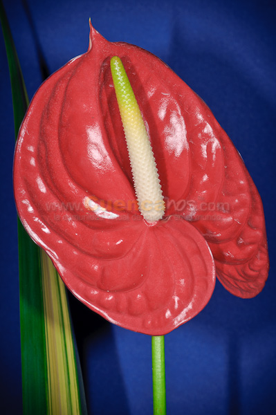 Exposición de Orquideas