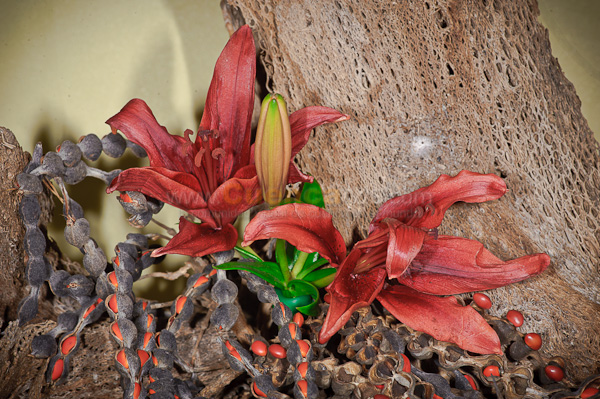 Exposición de Orquideas