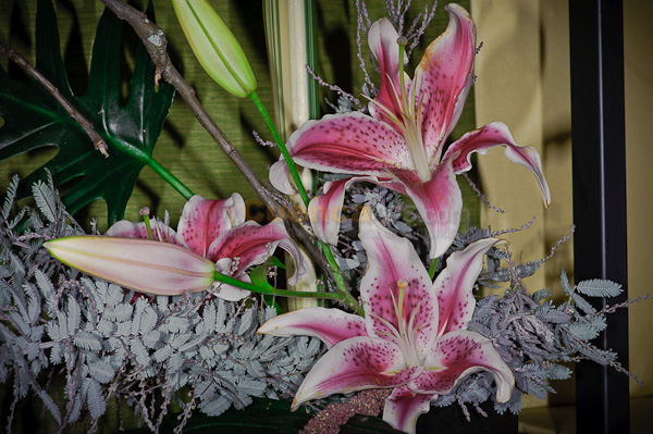 Exposición de Orquideas