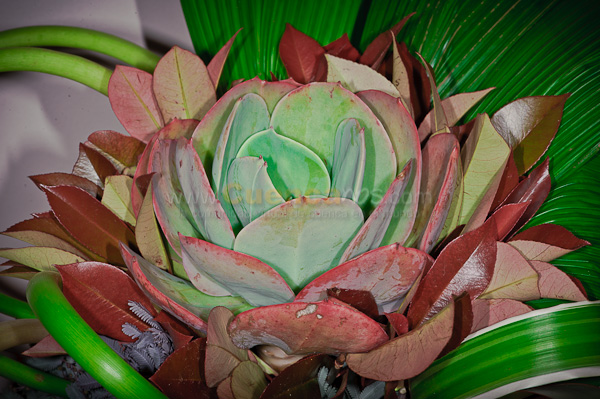 Exposición de Orquideas