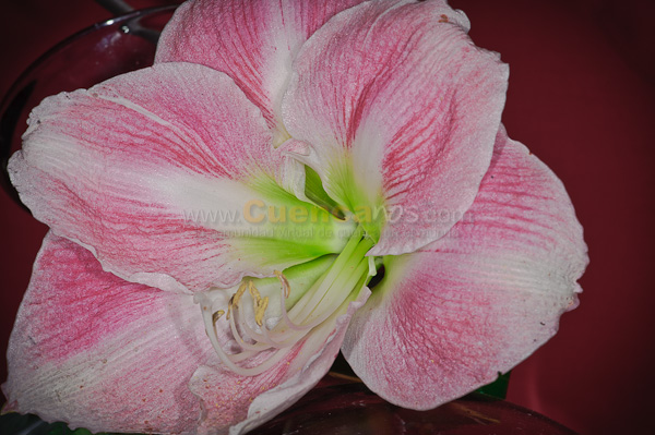 Exposición de Orquideas