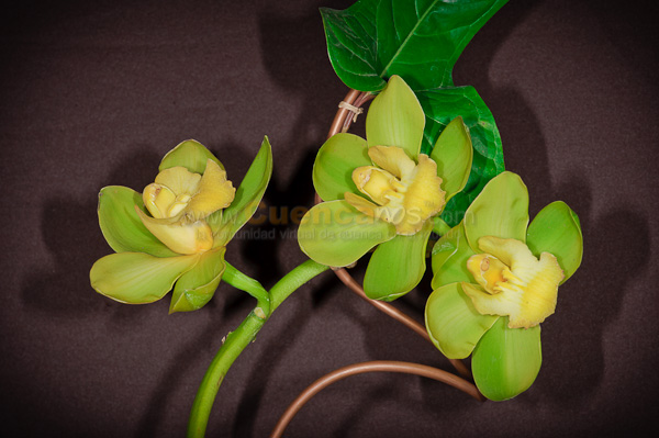 Exposición de Orquideas