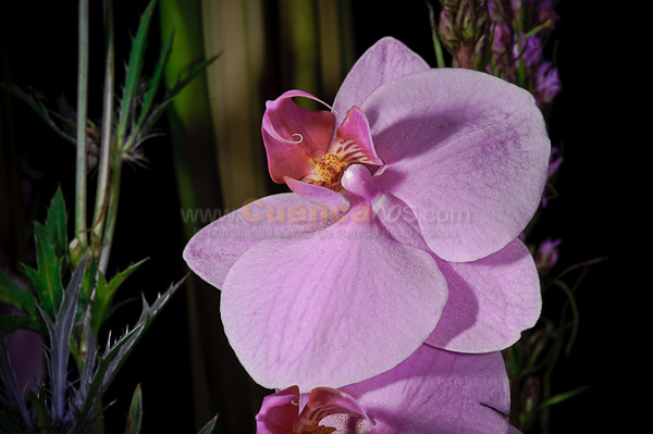 Exposición de Orquideas