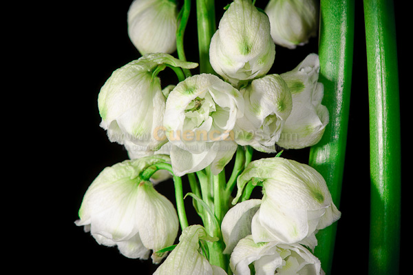 Exposición de Orquideas
