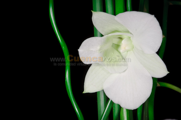 Exposición de Orquideas