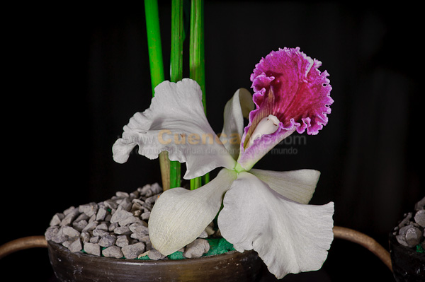 Exposición de Orquideas
