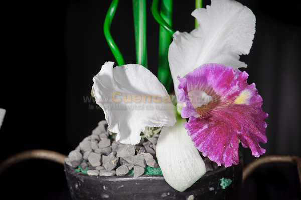 Exposición de Orquideas