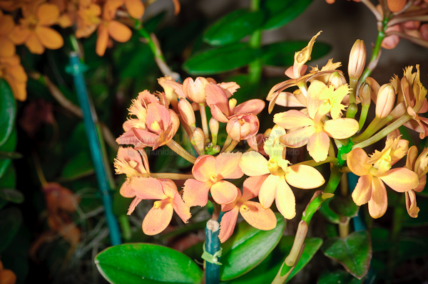 Exposición de Orquideas