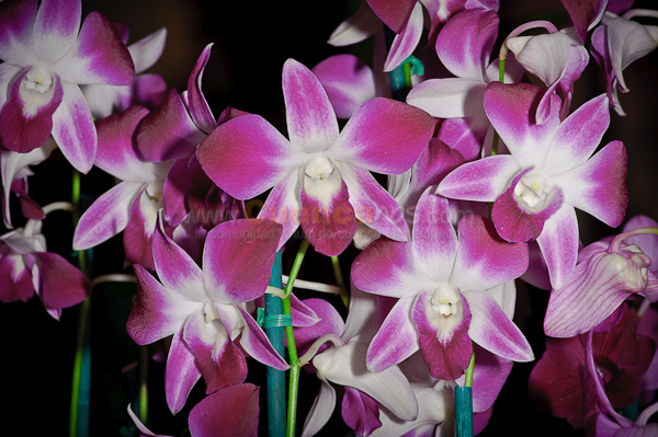 Exposición de Orquideas