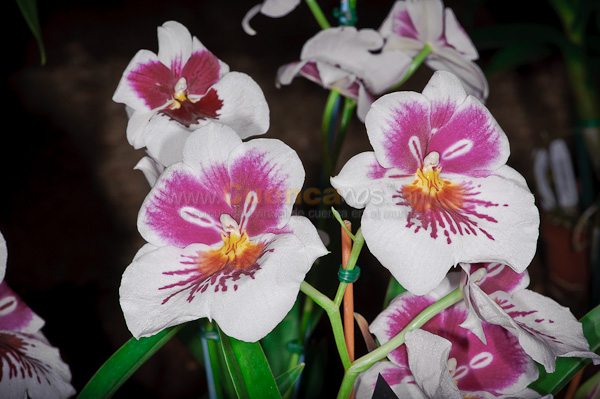 Exposición de Orquideas